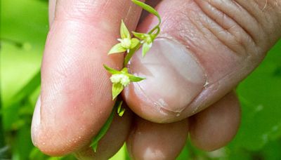 They thought this rare, tiny flower was extinct since WWI. Now it’s a symbol of hope