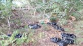 20+ bags of decapitated animals found in woods near Athens apartment complex