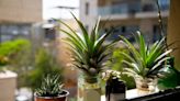How to Grow a Pineapple at Home (All You Need Is the Top of an Old One!)