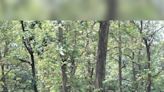 India among top 3 countries in most significant forest area gains: FAO