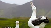 Why wandering albatrosses get divorced – new research