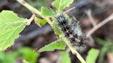 How to Protect Trees from Invasive Species of Insects