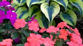 Hostas' garden beauty comes out of the shadows