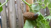 Can essential oils control slugs? Ask Extension