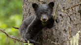 People Caught On Camera Dragging Bear Cubs Out Of Tree To Take Selfies With Them