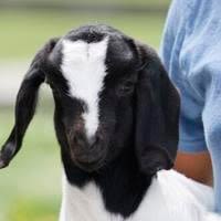 Care for goats. Bleat. Repeat. This Southern Guilford program is down on the farm.