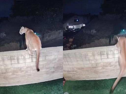 ¡Terror total! Captan puma dentro de casa en California