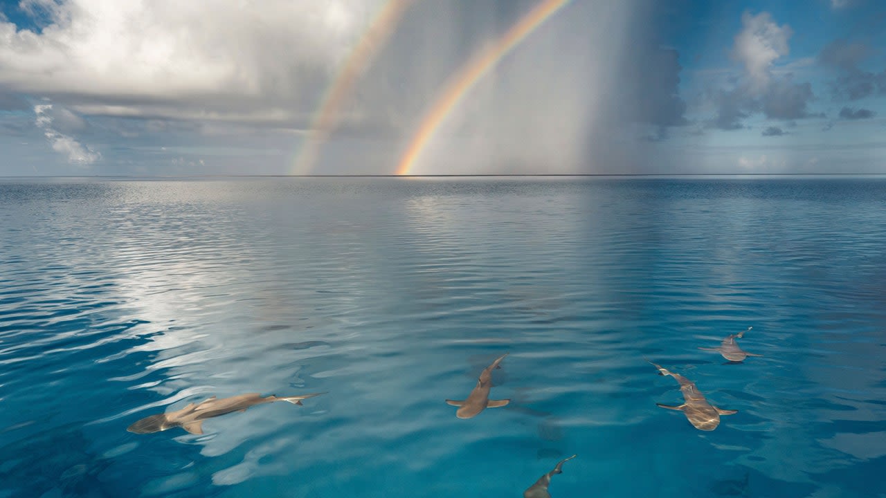 100 photographers for the safeguard of the Ocean