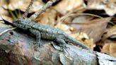 Lizards have an array of unusual traits | ECOVIEWS