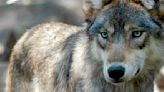 U.S. House votes to remove gray wolf from endangered list in 48 contiguous states