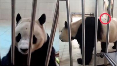 大熊貓福寶回國「背有傷頭有洞」？韓網瘋傳被虐照6萬人連署抗議