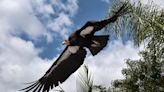 Endangered condors illegally killed near Cedar City, Utah