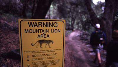 Video: Warning Issued After Mountain Lion Kills Pet Dog in L.A.