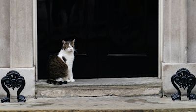 Starmer Family’s New Siberian Kitten Joins Larry the Cat at Downing Street