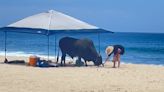 Video shows bull attack tourist who was feeding the animal on a Mexico beach