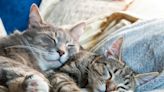 Sweet Story of Cats ‘Falling in Love’ Reads Like a Movie Script