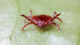 Scientists make concerning discovery about proliferation of invasive ticks: 'Emphasizing the significance of long-term monitoring'