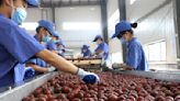 Farmers reap sweet gains from lychee biz