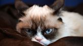 Grumpy Cat, Lil Bub and Maru: How cats took over the internet