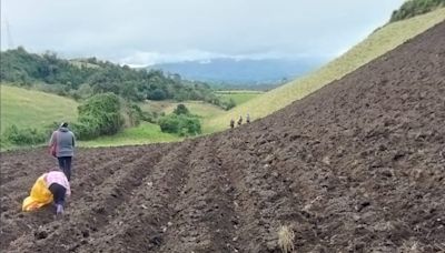 La plaga punta morada y el contrabando de papa hacia Colombia elevan el precio