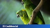 Ecologistas vs. magnate de los loros: la otra polémica de la que se habla en Canarias