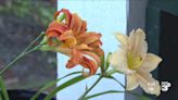 Downtown Abbeville prepares for 22nd Daylily Festival and Garden Show
