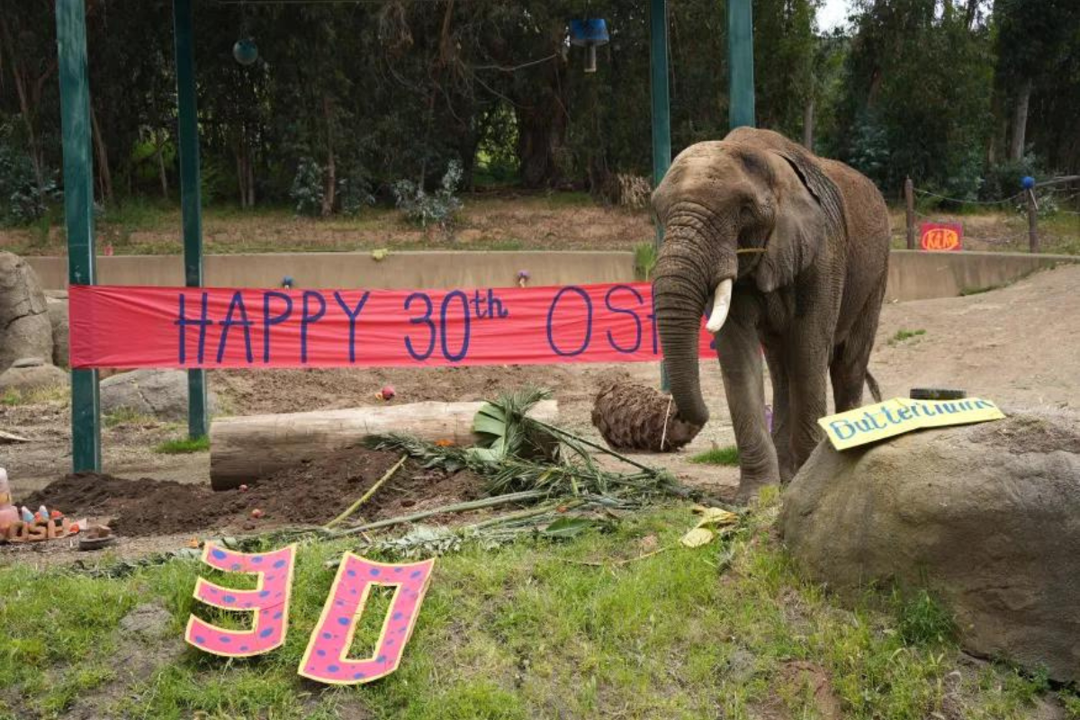 Oakland Zoo's Last African Elephant, Osh, Set for New Beginnings at Tennessee Sanctuary After 75 Years of Housing Elephants