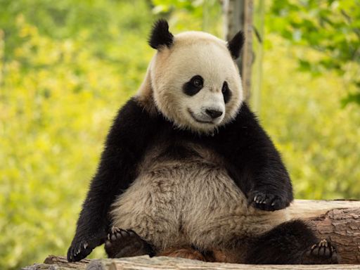 China sending pair of pandas to Washington's National Zoo by end of 2024