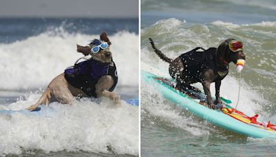 Olympics 2024 outdone by World Dog Surfing Championships