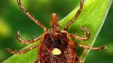 Tick-borne diseases on the rise: Here's what to know about tick season in Asheville, NC
