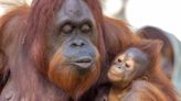 Busch Gardens Reveals Name of Critically Endangered Orangutan Born in April