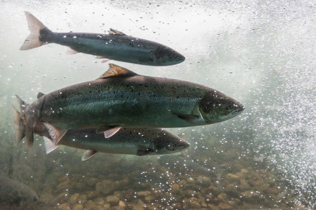 Officials rejoice as salmon spawn for first time in 100 years following dam removal project: 'It's very rewarding'