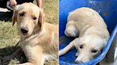'Shy' Golden Retriever Being Wheeled to 'Euthanasia Room' Saved in Final Moments by Rescuers (Exclusive)