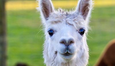 Bird flu detected in alpacas in U.S. for the first time