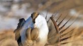 Endangered sage grouse could soon disappear from the Canadian Prairies