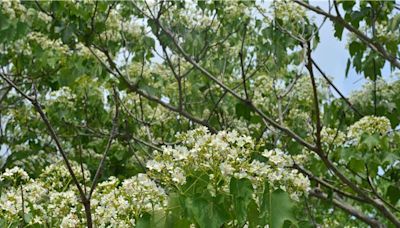 苗栗桐花祭迎4月限定美景 大湖薑麻園浪漫登場 - 苗栗縣