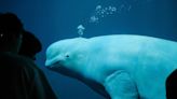 Beluga whales have unique ability to change head shape. Now, researchers may know why