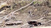 Wolverine captured on video in Oregon, marking fifth apparent sighting since late March