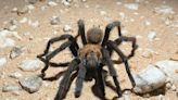 Tarantulas on the march across Kansas grasslands? It’s just that time of year, experts say