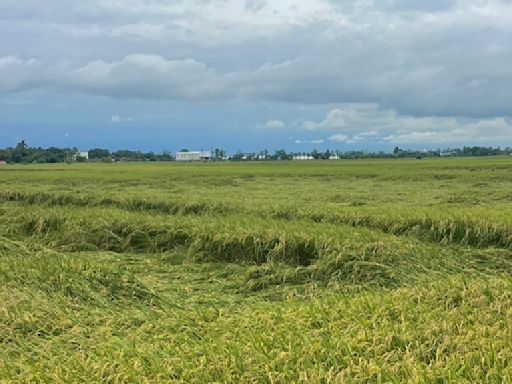 台南後壁區水稻倒伏 差10天可收割農民憂收成