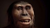 Este es el fósil más famoso del mundo: cambió la historia de la evolución humana - La Tercera