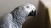 Parrot Makes up Her Own Song After Google Won’t Play Beastie Boys Hit