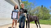 ‘Gentle giant’ great Dane achieves world record for being tallest dog