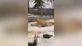 Polar bear makes snow angels at Utah zoo