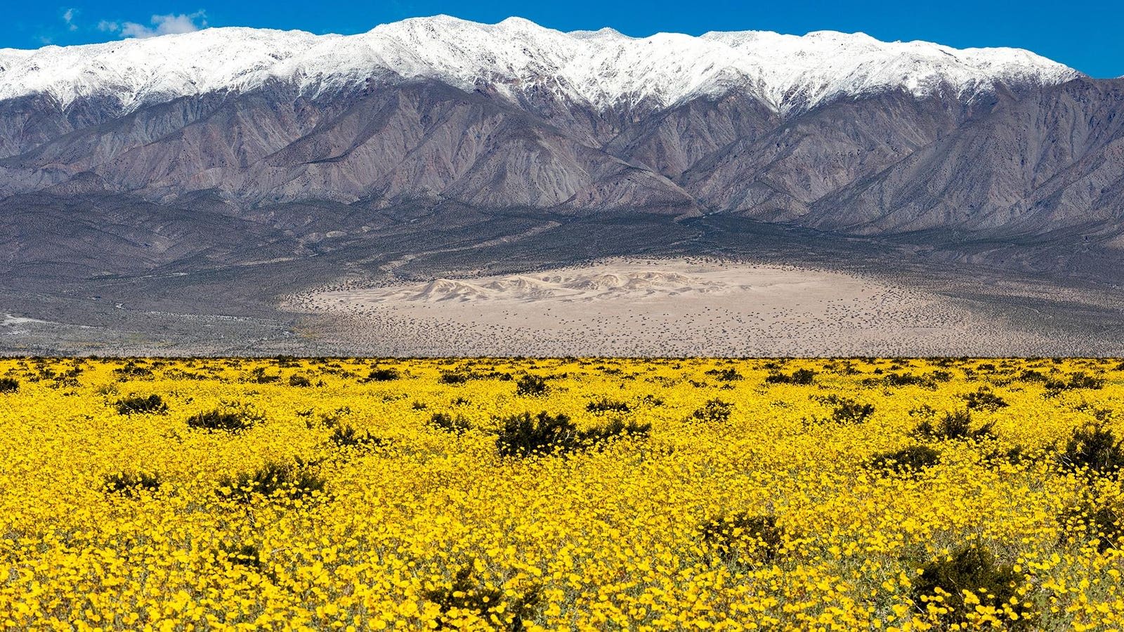 Flowers In The Desert: Death Valley’s Beautiful Bloom