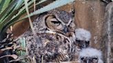 WATCH: Texas wildflower center’s resident great horned owl recently laid 2 eggs