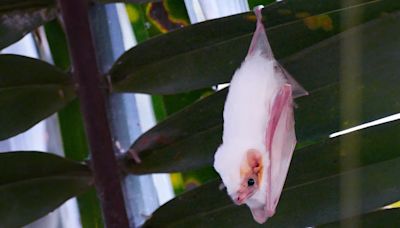 Los secretos que guarda el murciélago fantasma del norte, el enigmático residente de los bosques tropicales