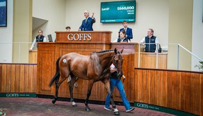 Paul Nicholls' exciting bumper winner Regent's Stroll sells for £660,000 to become most expensive jumps horse sold at public auction