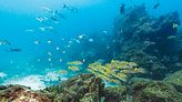 Galapagos needs bigger haven for its teeming seas