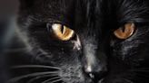 El mundo a través de los ojos de un gato y su interesante forma de ver la vida, ¿es su visión igual a la de un humano?